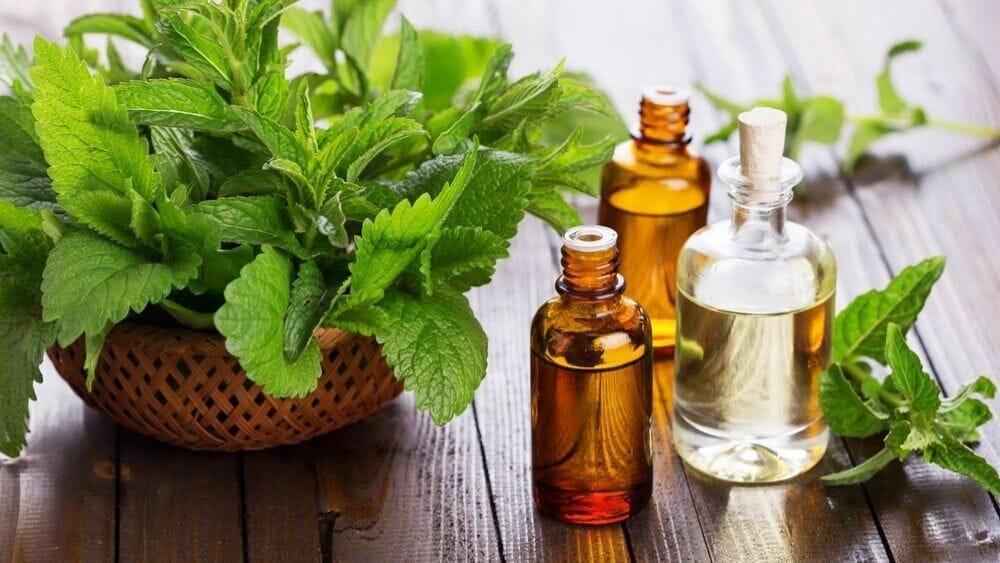 Pain Relief Benefits of Peppermint |  Today.com